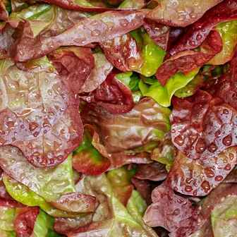 salad
