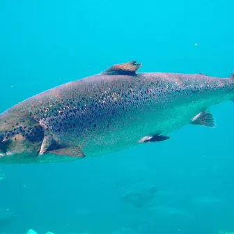 salmon