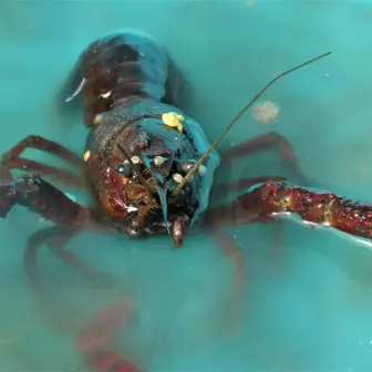 seafood