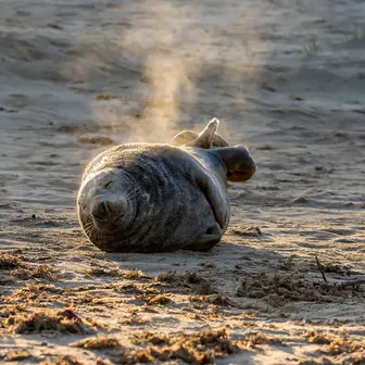 seal