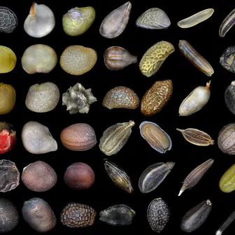seed