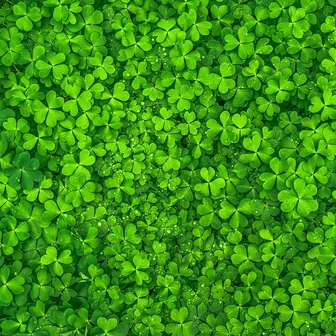 shamrock