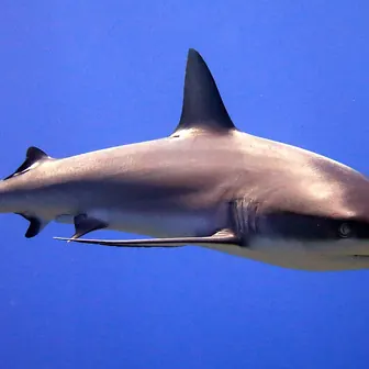 shark