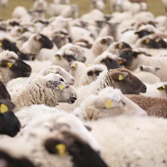 sheep