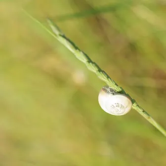 slug