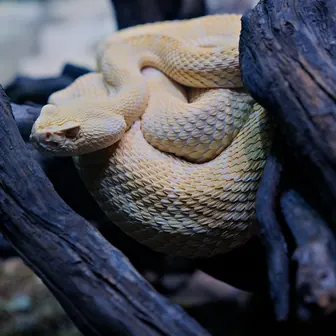 snake