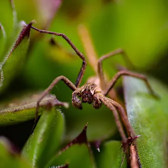 spider