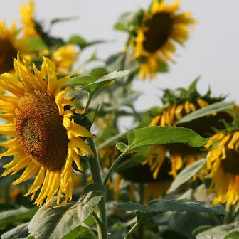 sunflower