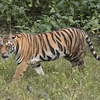 tiger