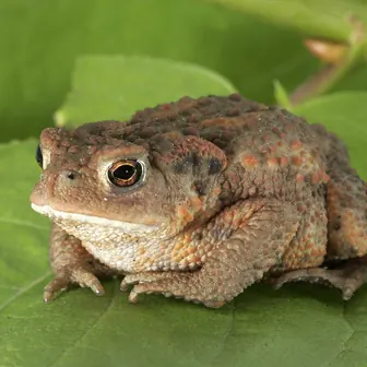 toad