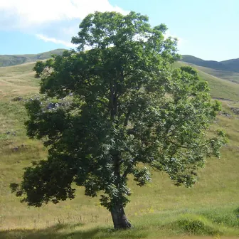 tree