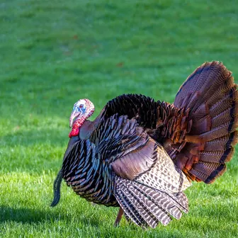 turkey