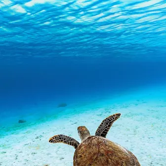 turtle