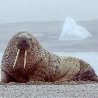 walrus