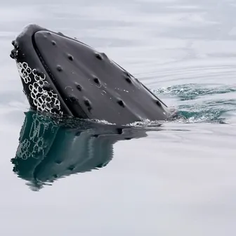 whale