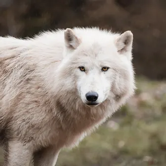 wolf