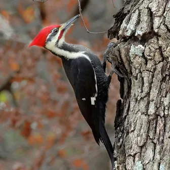 woodpecker