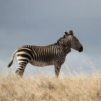 zebra
